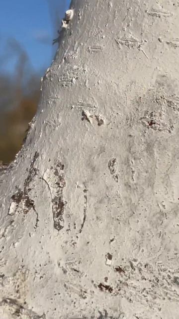 ЧТО ДЕЛАТЬ ? Нашествие муравья!#черешня #вредители смотреть онлайн