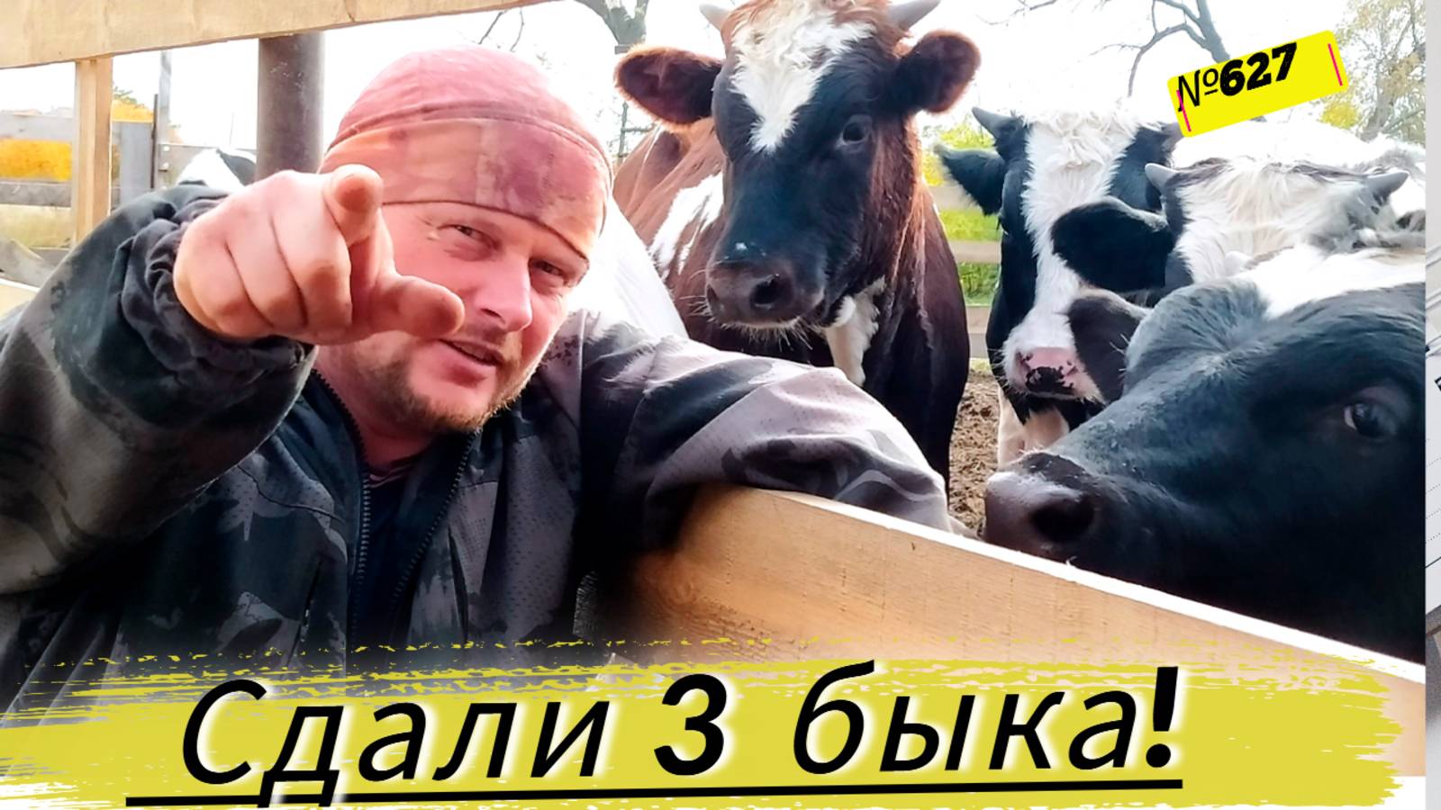 Сколько денег заработали с 3 быков. Откорм бычков. Жизнь в деревне. смотреть онлайн