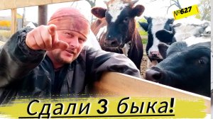 Сколько денег заработали с 3 быков. Откорм бычков. Жизнь в деревне.