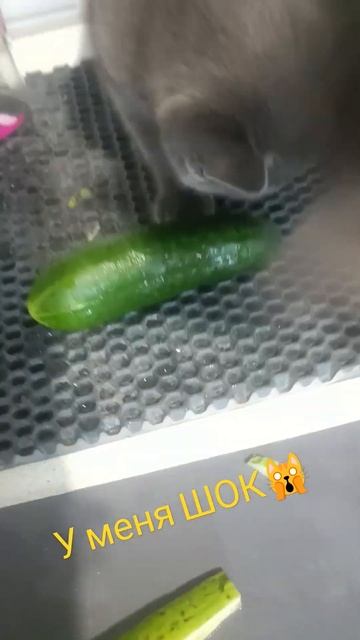 Котёнок ест огурцы 🙄🥒🥒🥒 смотреть онлайн