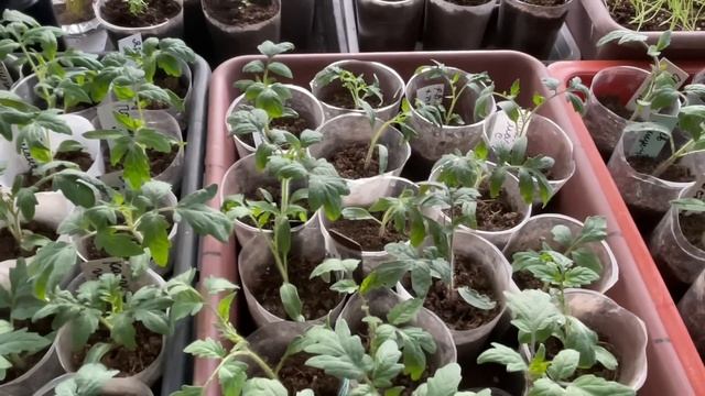 Первая подкормка томатов спустя 10 дней после пересадк смотреть онлайн