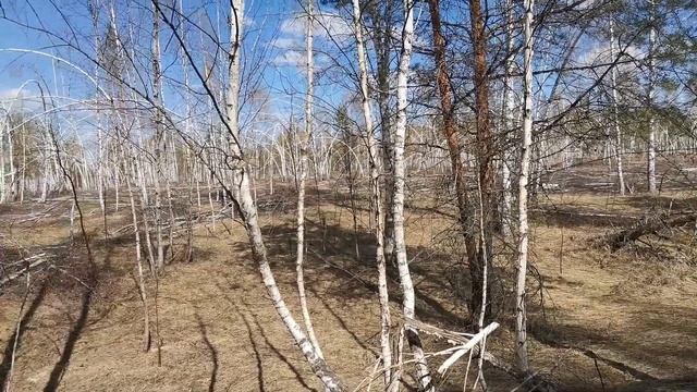 Березы погнуло снегом зимой смотреть онлайн