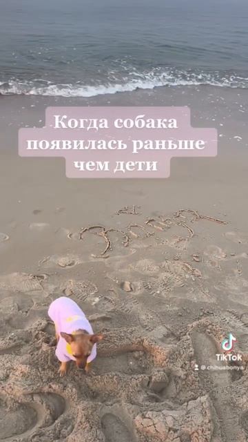 Когда собака появилась раньше чем дети / Чихуахуа Боня смотреть онлайн