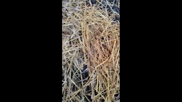 Высадка семян Вергинской хурмы на подвой. смотреть онлайн