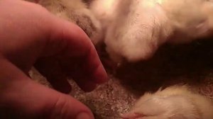 Петушок или курочка. Как определить пол у суточных цыплят.