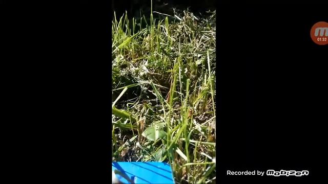 мороженое и сова из бумаги для медведя лайма смотреть онлайн