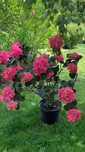 BEAUTIFUL HYDRANGEA #hydrangea#macrophylla#hortensia#гортензия#garden#гортензія#j