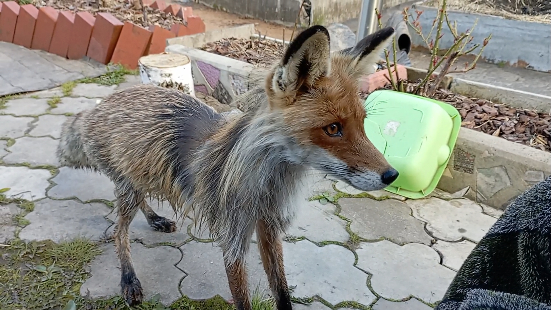 (1012) Лиса приходит в гости. Май 2025 смотреть онлайн