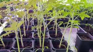 Супер крепкая рассада. Чтобы рассада не вытягивалась ?