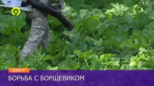 Борьба с борщивиком смотреть онлайн