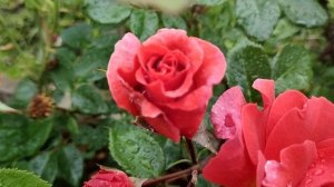 ПЛЕТИСТАЯ РОЗА НАРАНГА | Роза Naranga (Наранга) плетистая |