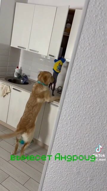 это может быть смешно😂 #мем #chickengun #ninter #всемуконец #му смотреть онлайн