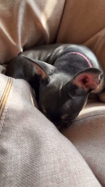 Если у тебя есть собака , то напиши имя своего хвостика