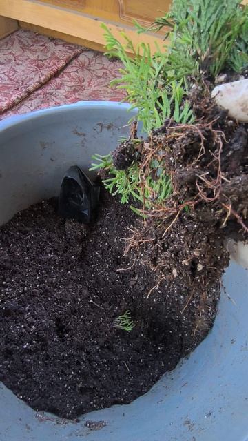 Перевалка укорененных черенков туи смотреть онлайн