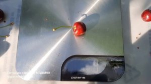 Черешни Техлован и Вера: обзор и сроки