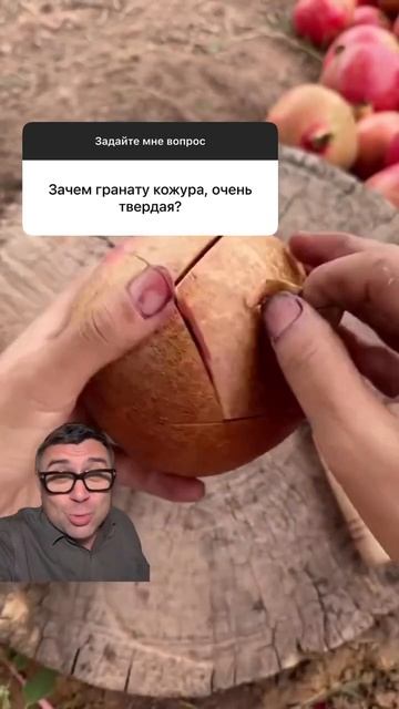 Зачем гранату такая кожура? смотреть онлайн