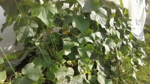 Последствия после града. Заливаем фундамент под печь. Жизнь в деревне после переезда.