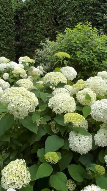 #annabelle #hydrangea#гортензия#garden#гортензія#flowers #park#jardin#shorts#ア? смотреть онлайн