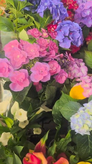 🌺🌺🌺 Шикарные гортензии‼️🌺🌺🌺#цветы #красивыецв