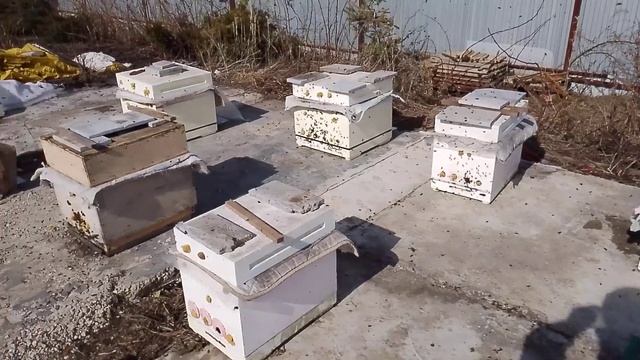 Пчелы достаточно, съели много, едят много 👍🍯, распло? смотреть онлайн