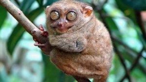 Самые Редкие и Древние животные: Экзотические животные