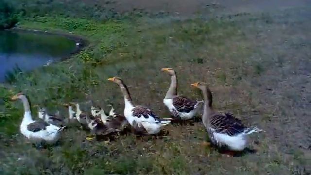 Самое прикольное видео)))) смотреть онлайн