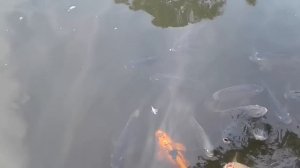 Aleks Family in USA просят деньги