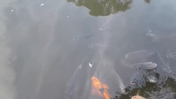 Aleks Family in USA просят деньги