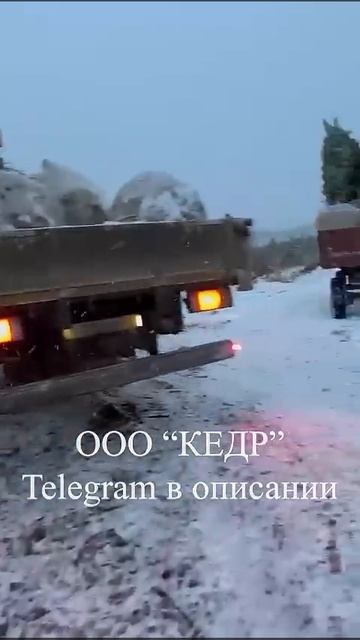 ООО "КЕДР" Крупномеры Сосны смотреть онлайн
