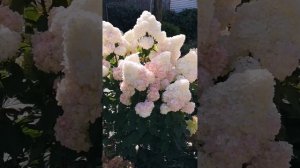 Гортензия Грандифлора 2024 #flowers