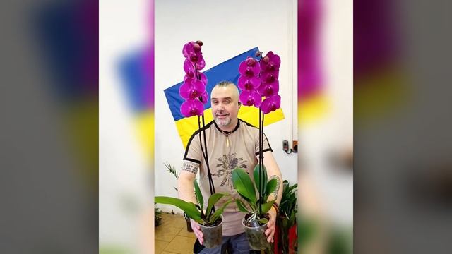 Орхидеи Фаленопсис Стелленбош! Цена 585 гривен! Бронь в смотреть онлайн