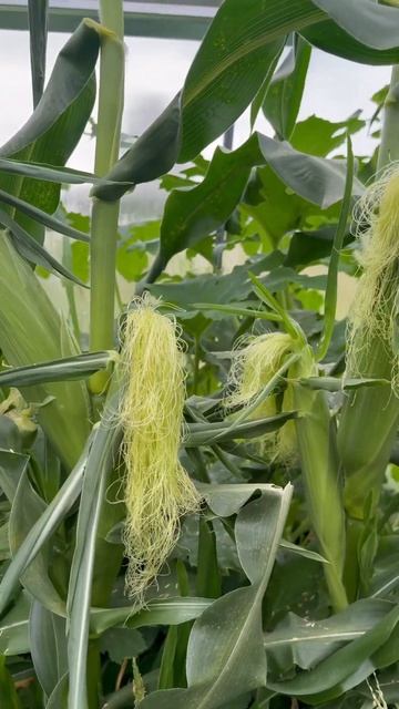 Собираем урожай сладкой кукурузы в июне 😮#кукуруза смотреть онлайн