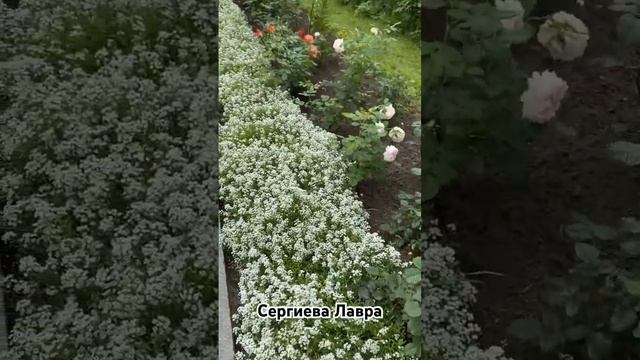 Свято-Троицкая Сергиева Лавра #богестьлюбовь #красота смотреть онлайн