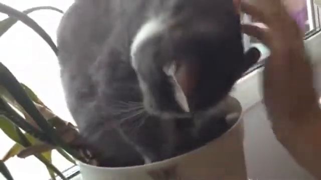 Спишь, сплю Приколы смотреть онлайн
