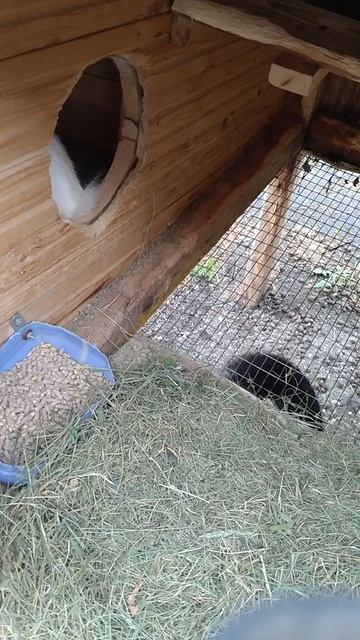 Готовит крольчиха гнездо.