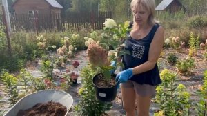 САЖАЕМ ГОРТЕНЗИЮ В ГРУНТ