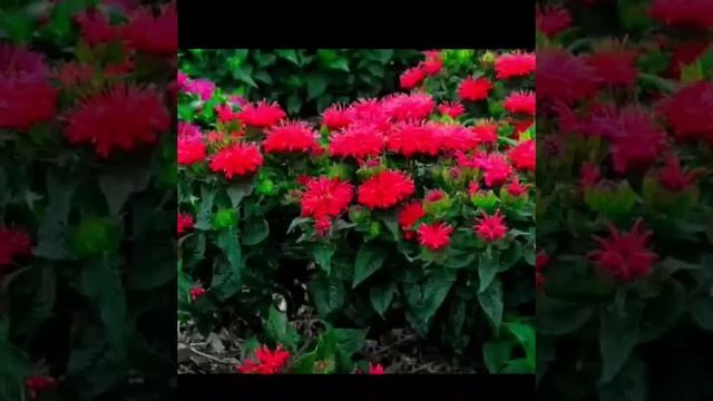 Червона рута, Монарда Red rue, also known as Monarda смотреть онлайн