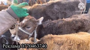 Жалалабад Мал ~Базары БҮГҮН ӨРТ БОЛДУГО #кыргызстан #ж?