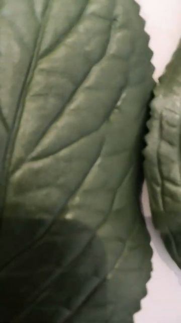 Ещё новинки ❤️❤️❤️листья, узколистной гортензии ?