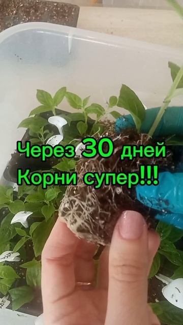 Черенкование метельчатой гортензии. Отличный результ смотреть онлайн