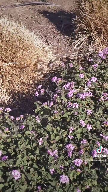 Монета доллар серии американский президент Вашингтон смотреть онлайн