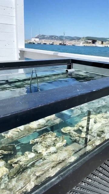 📍Черное море🇷🇺Россия. Устрицы смотреть онлайн