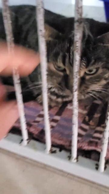 На моем попечении сейчас 27 котиков Помощь актуальна 53 смотреть онлайн