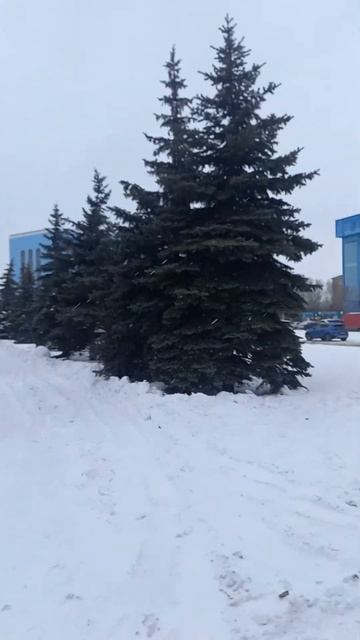 Голубые ели перед БЦ Казахстан 7-ого Февраля смотреть онлайн