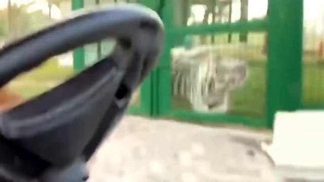 Обезьяна за рулём смотреть онлайн