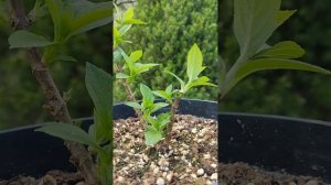 Обрезка метельчатой гортензии Little Lime Punch