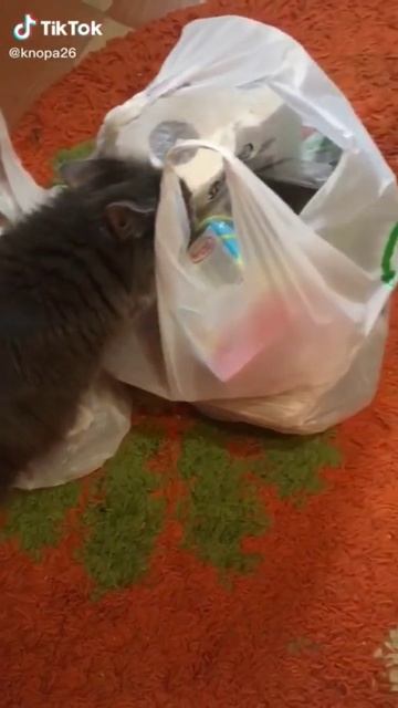 Жена на час #приколы #cat смотреть онлайн