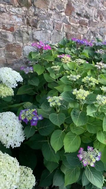 На улицах Франции #hydrangeas #hortensia #beautiful #гортензия #garden #flo смотреть онлайн
