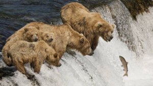 Работа, Отдых и Развлечения в Мире Животных | Интересные факты про животных