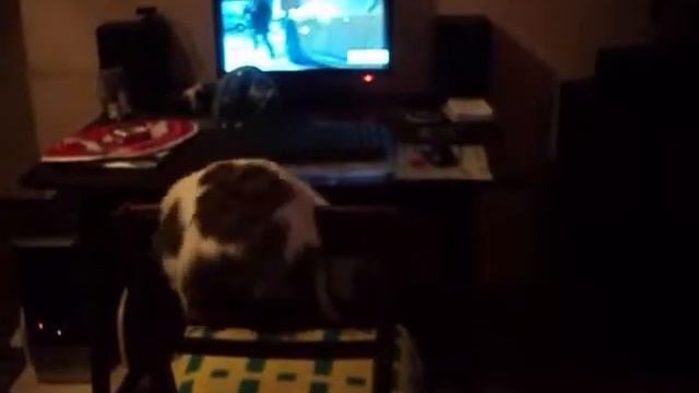 Ухо ЛапЫ Хвост Приключения Зирочки смотреть онлайн